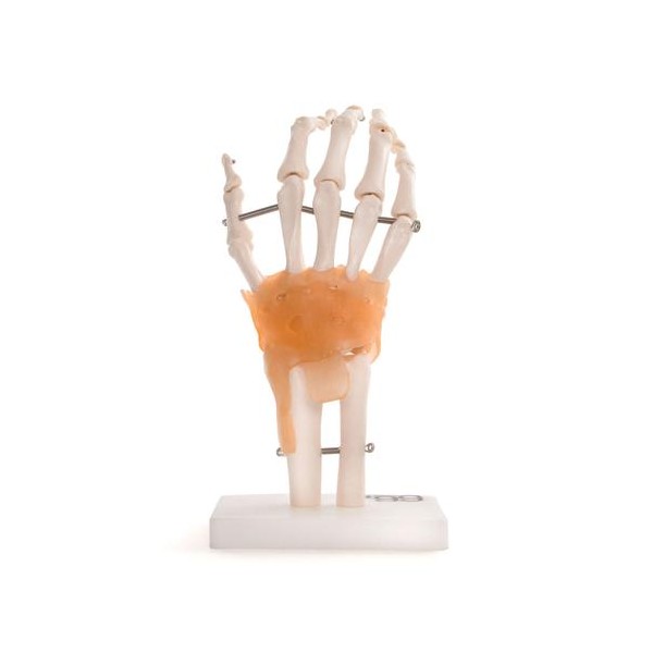Anatomski model roke  11209-5