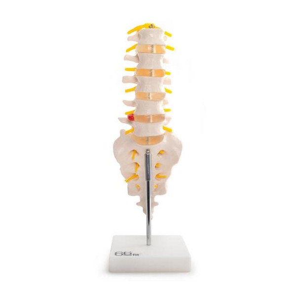 Anatomski model lumbalnih vretenc s križnico in trtico 11104
