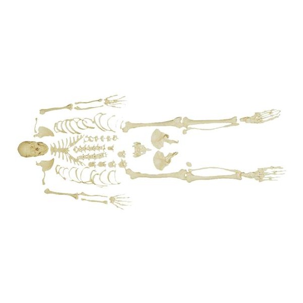 Človeški skelet z lobanjo XC-130