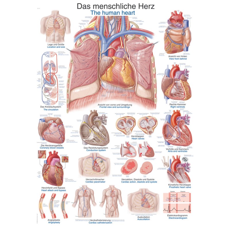 Plakat srca čovjeka EZ  AL112