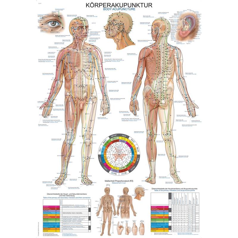 Plakat akupunkturnih točaka tijela čovjeka