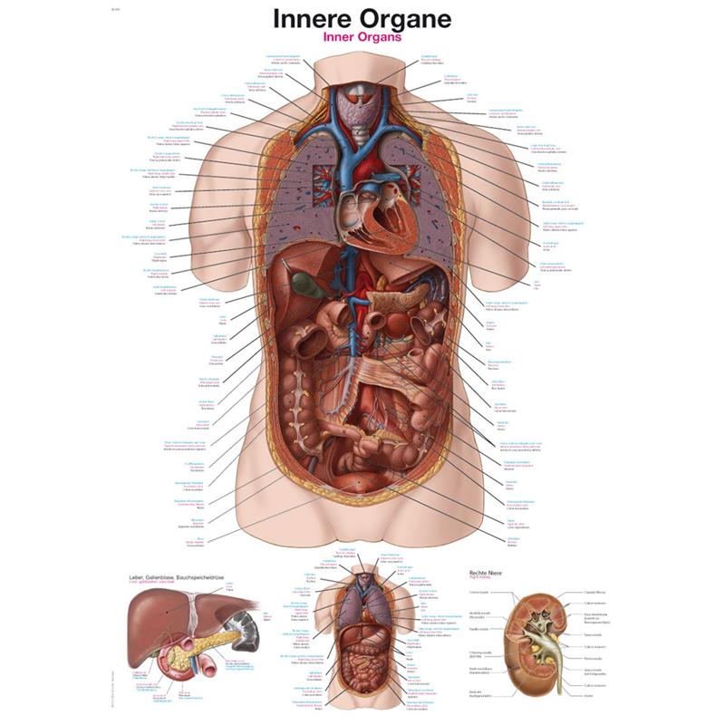 Plakat notranji organi