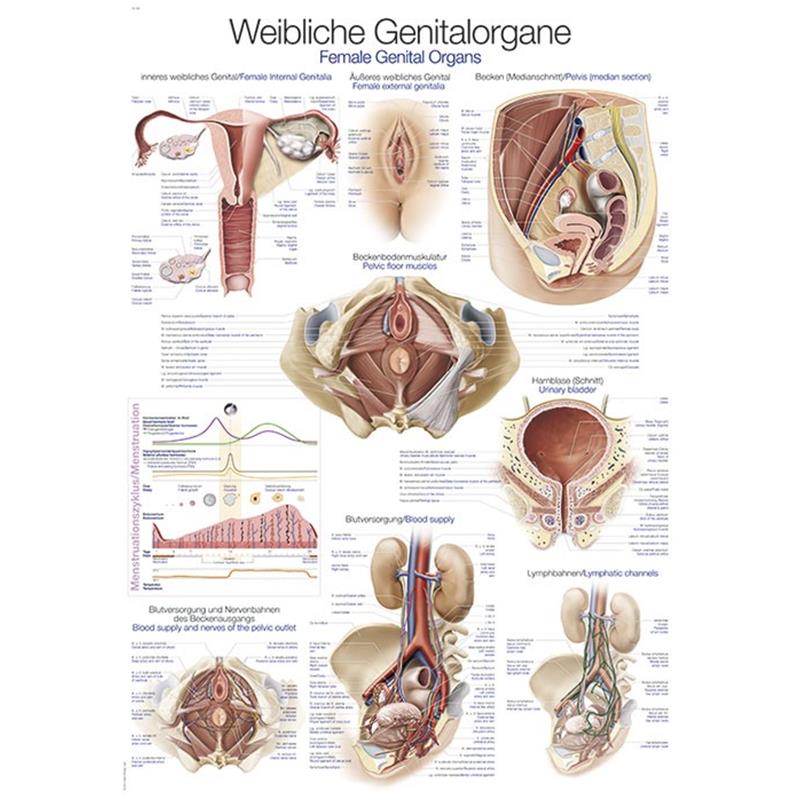 Plakat ženskog genitalnog organa čovjeka