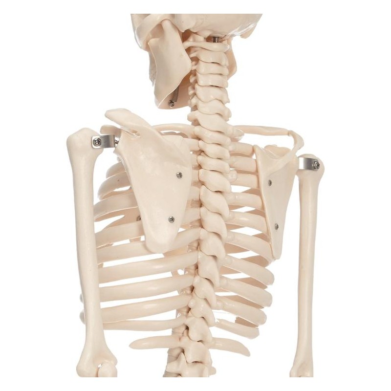 Anatomski model okostnjaka - 85 cm