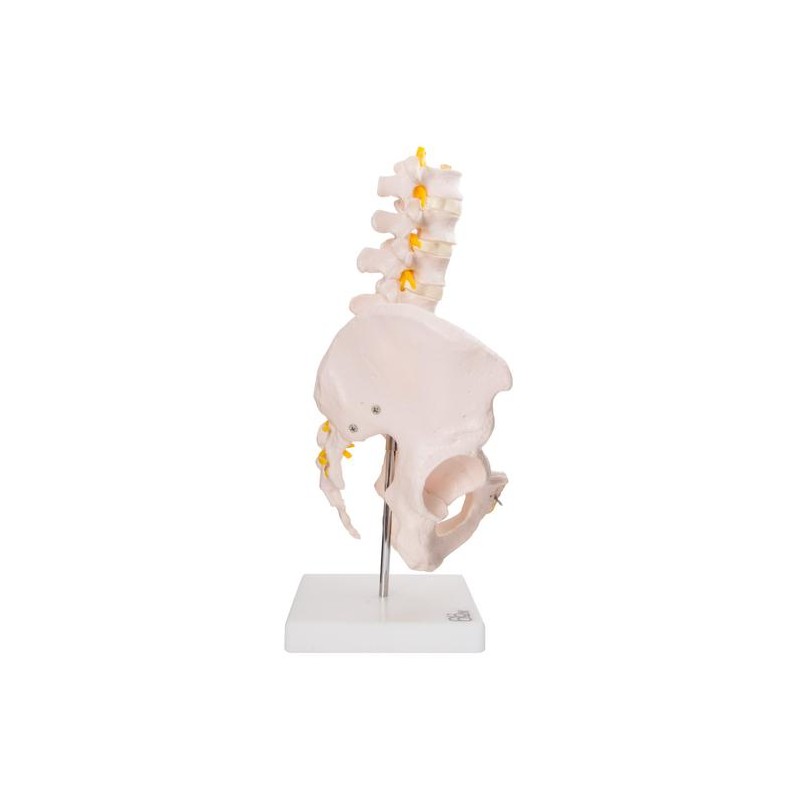 Anatomski model medenice s petimi ledvenimi vretenci XC-115