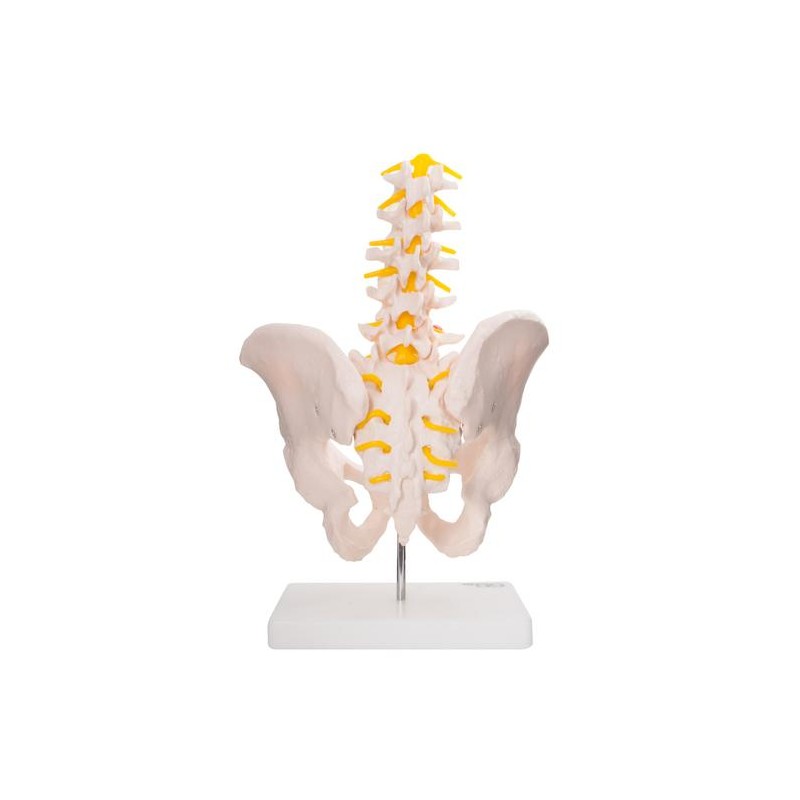 Anatomski model medenice s petimi ledvenimi vretenci XC-115