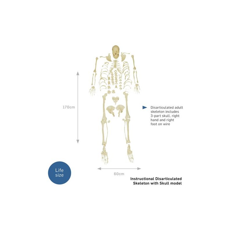 Človeški skelet z lobanjo XC-130