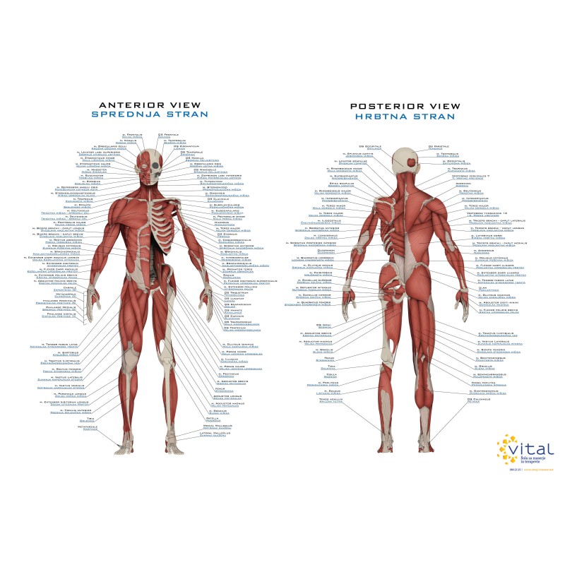 Plakat mišića čovjeka - slovenski