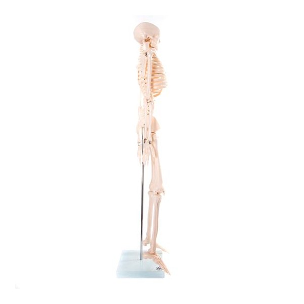 Anatomski model okostnjaka - 85 cm