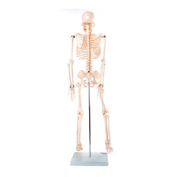 Anatomski model okostnjaka - 85 cm