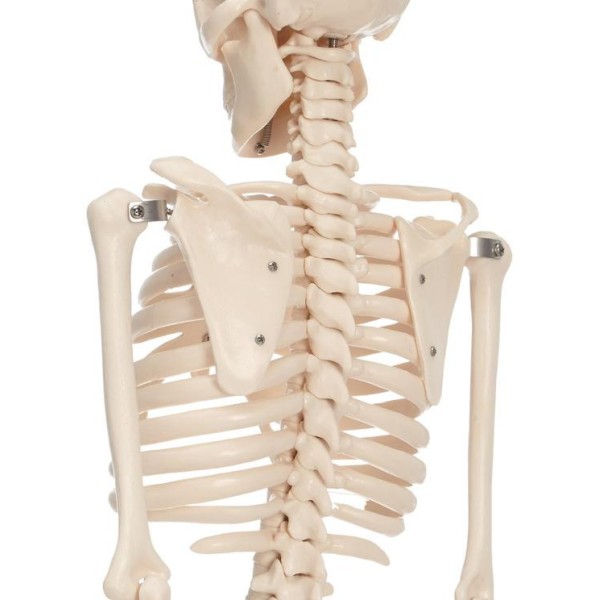 Anatomski model okostnjaka - 85 cm