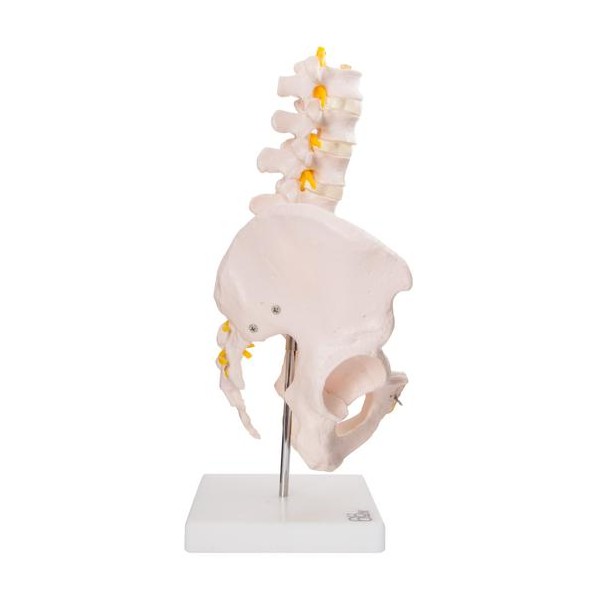 Anatomski model medenice s petimi ledvenimi vretenci XC-115