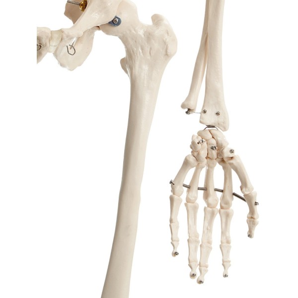 Okostnjak - 180 cm 11101