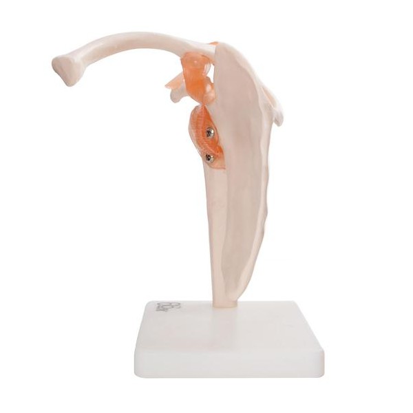 RAMENSKI SKLEP 11209-3