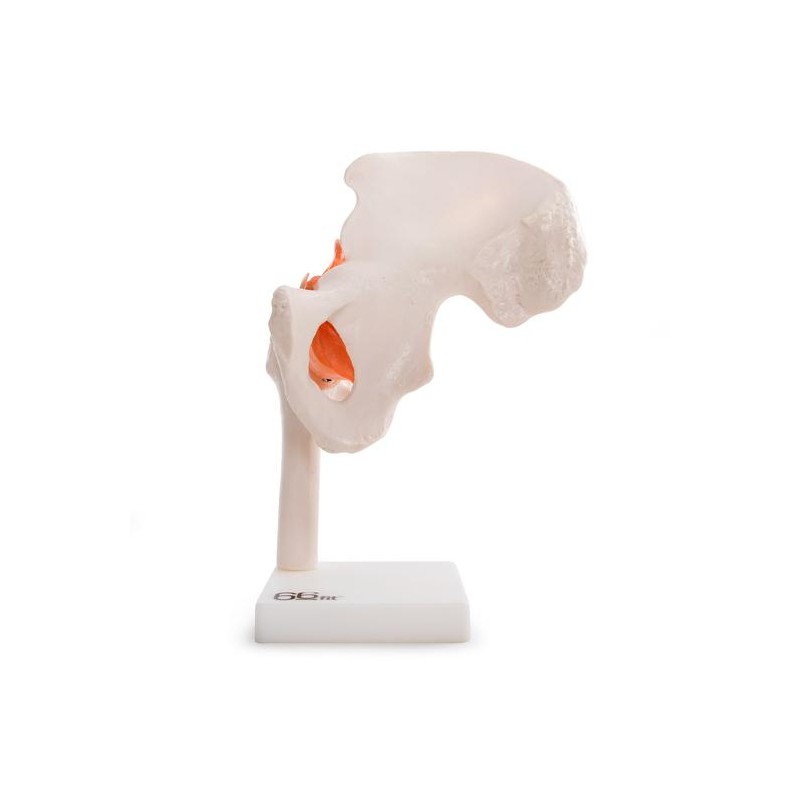 KOLČNI SKLEP 11209-4