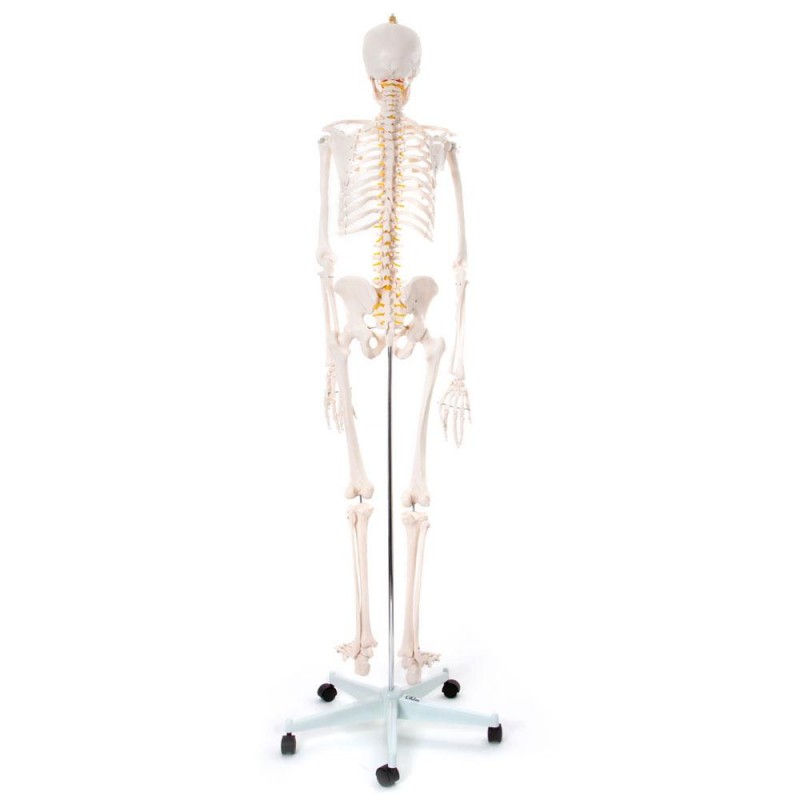 Okostnjak - 180 cm 11101