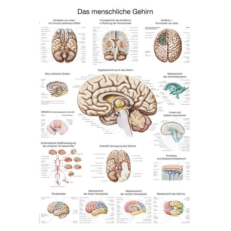 Plakat človeških možganov EZ AL114E