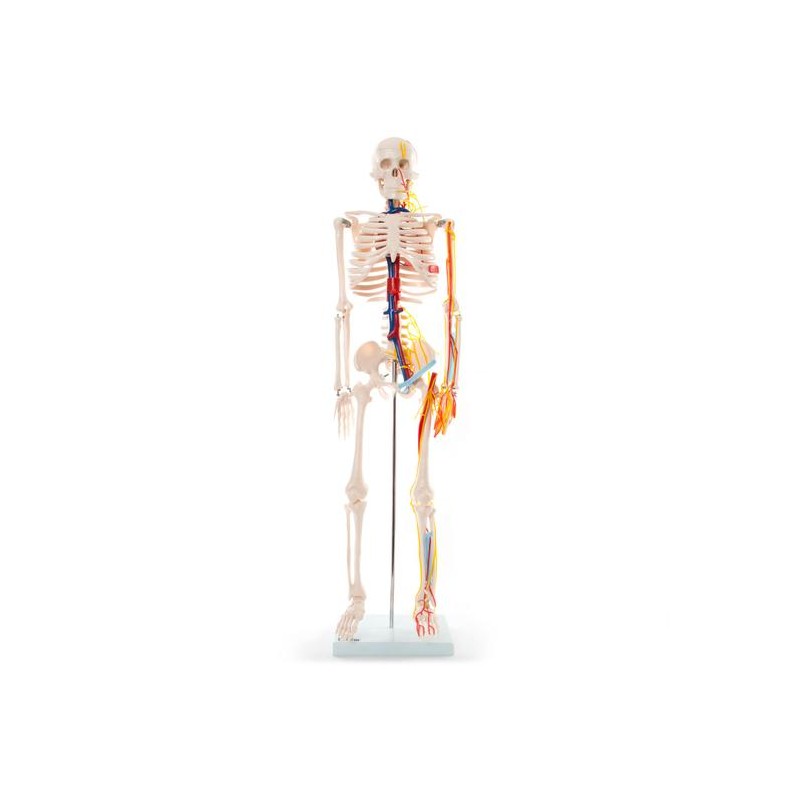 Anatomski model skeletnih živaca i vena - 85 cm