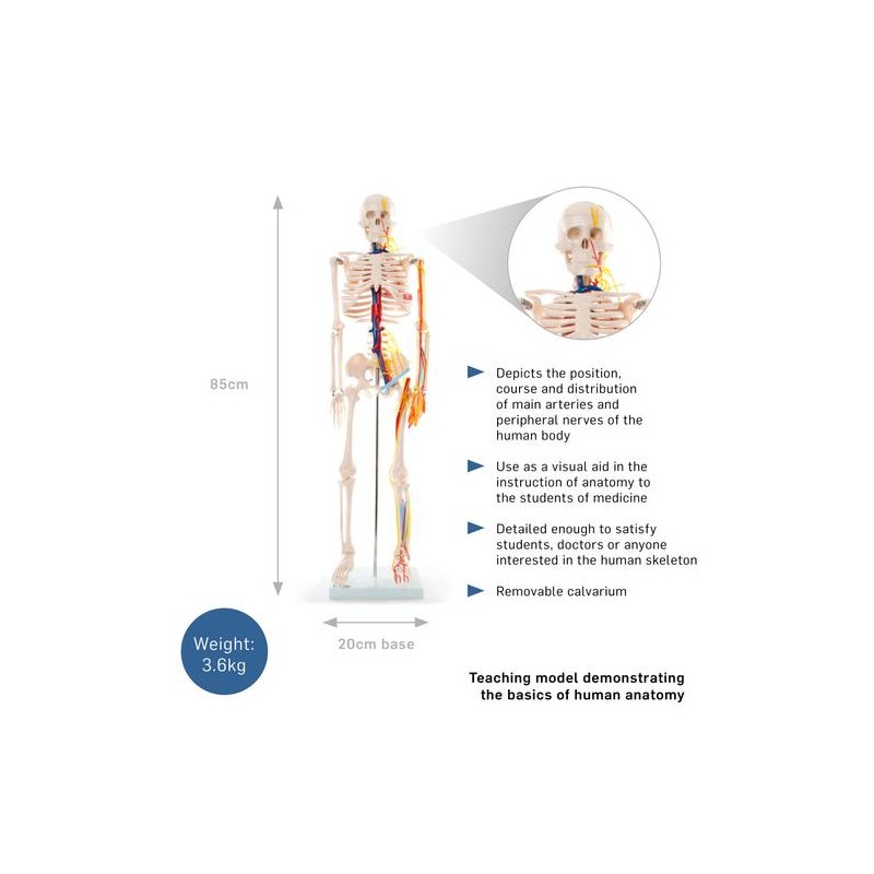 Anatomski model okostnjaka živci&žile - 85 cm 