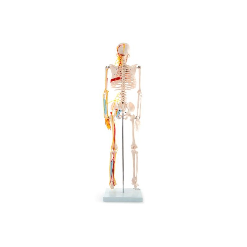 Anatomski model skeletnih živaca i vena - 85 cm