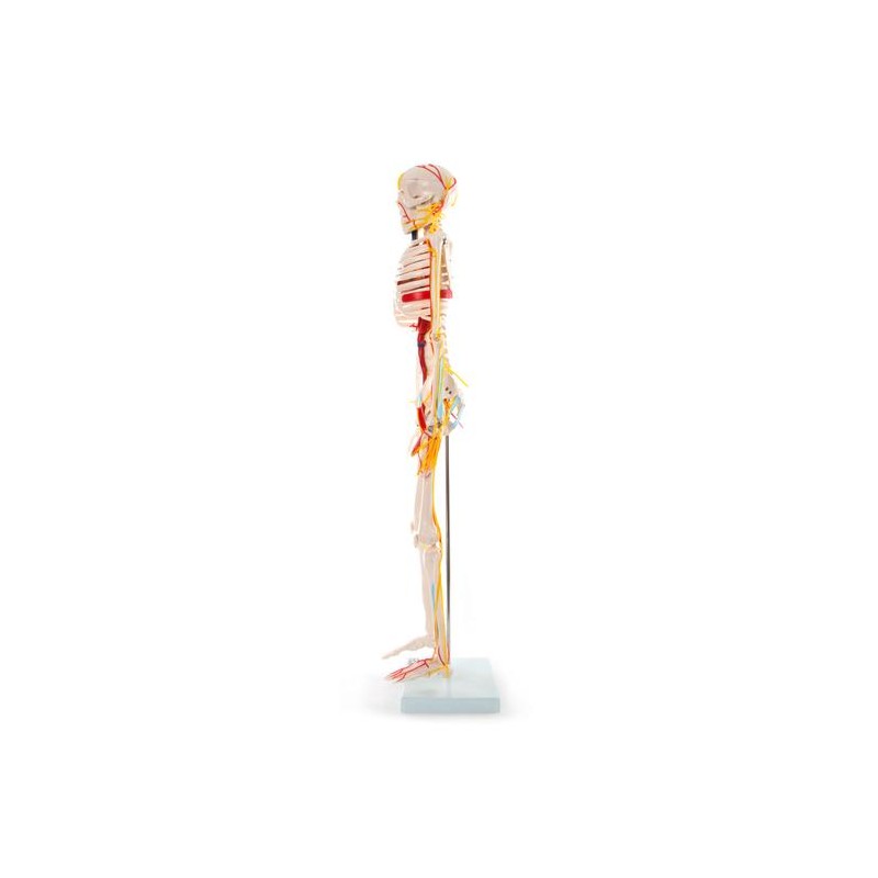 Anatomski model okostnjaka živci&žile - 85 cm 