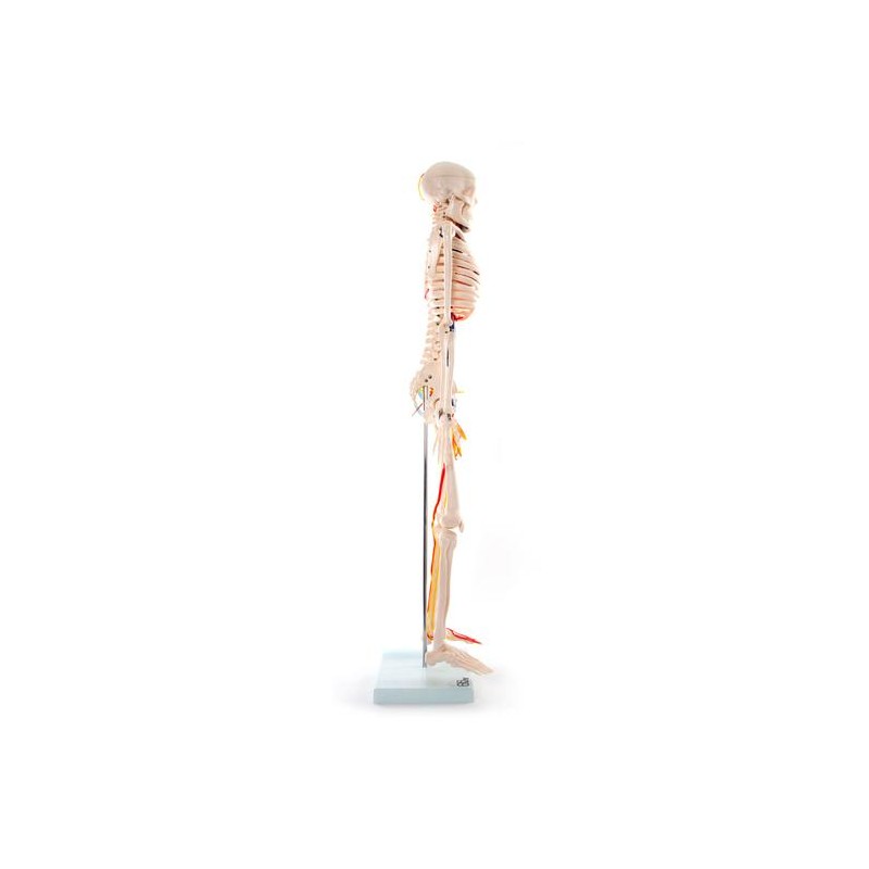 Anatomski model skeletnih živaca i vena - 85 cm