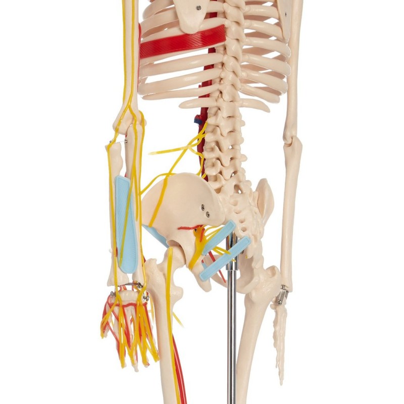 Anatomski model skeletnih živaca i vena - 85 cm