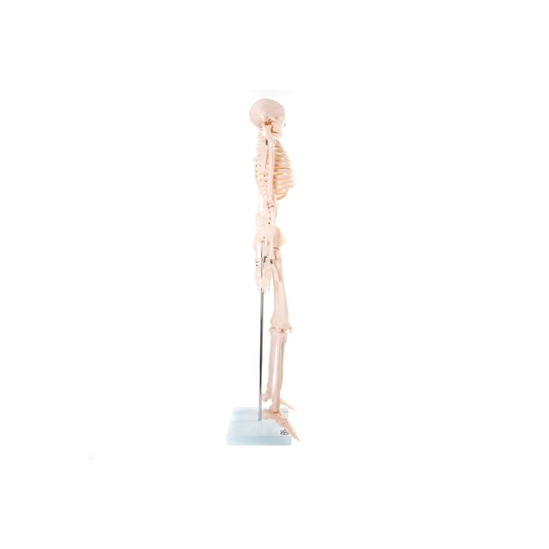 Anatomski model okostnjaka - 85 cm