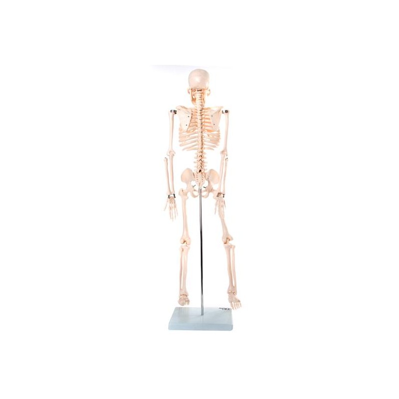 Anatomski model okostnjaka - 85 cm