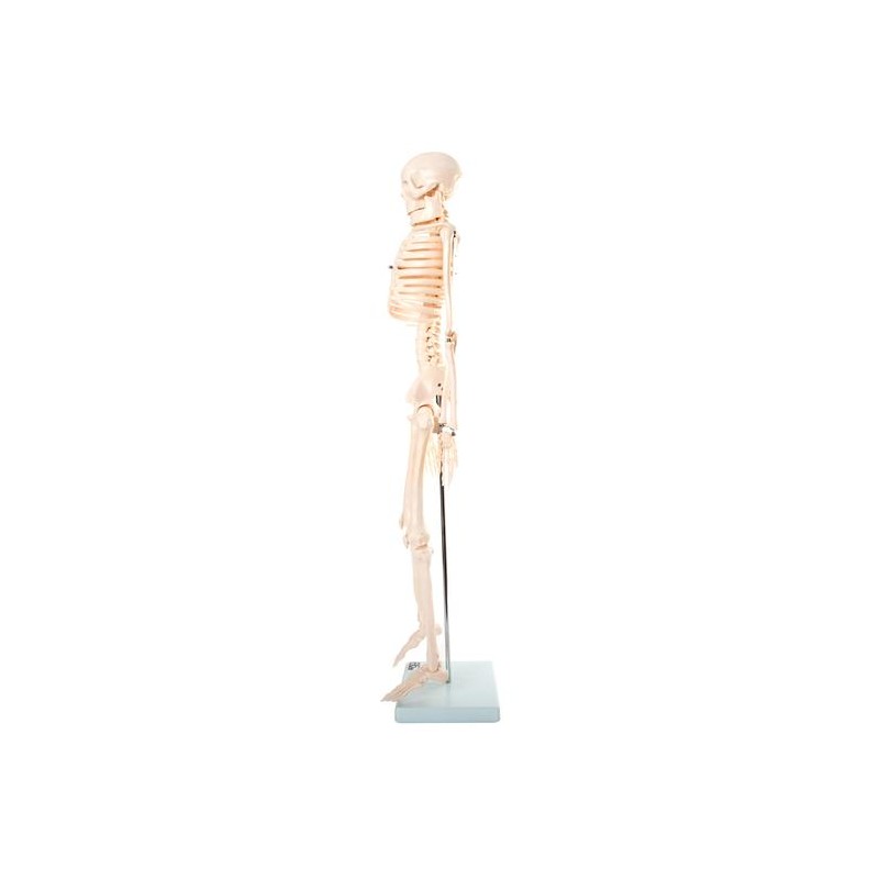 Anatomski model okostnjaka - 85 cm