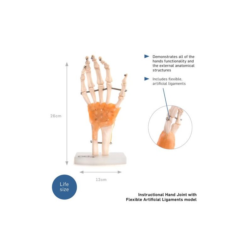 Anatomski model roke  11209-5