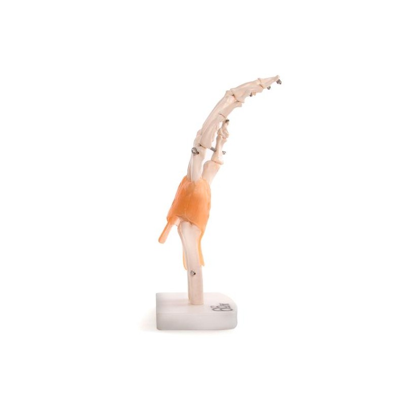 Anatomski model ruke  11209-5