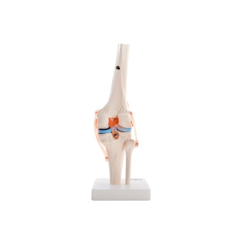 Anatomski model kolena XC-111