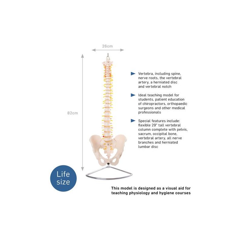 Anatomski model hrbtenice z medenico gibljiv 11105