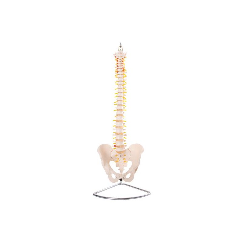 Anatomski model hrbtenice z medenico gibljiv 11105