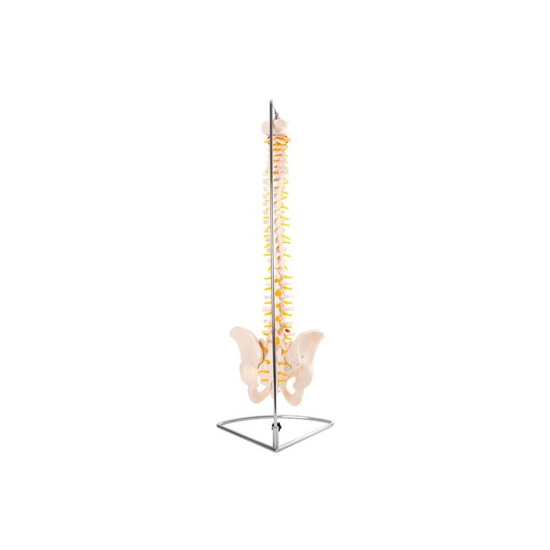 Anatomski model hrbtenice z medenico gibljiv 11105