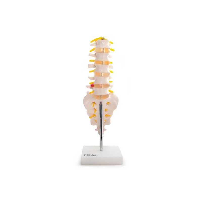 Anatomski model lumbalnih vretenc s križnico in trtico 11104