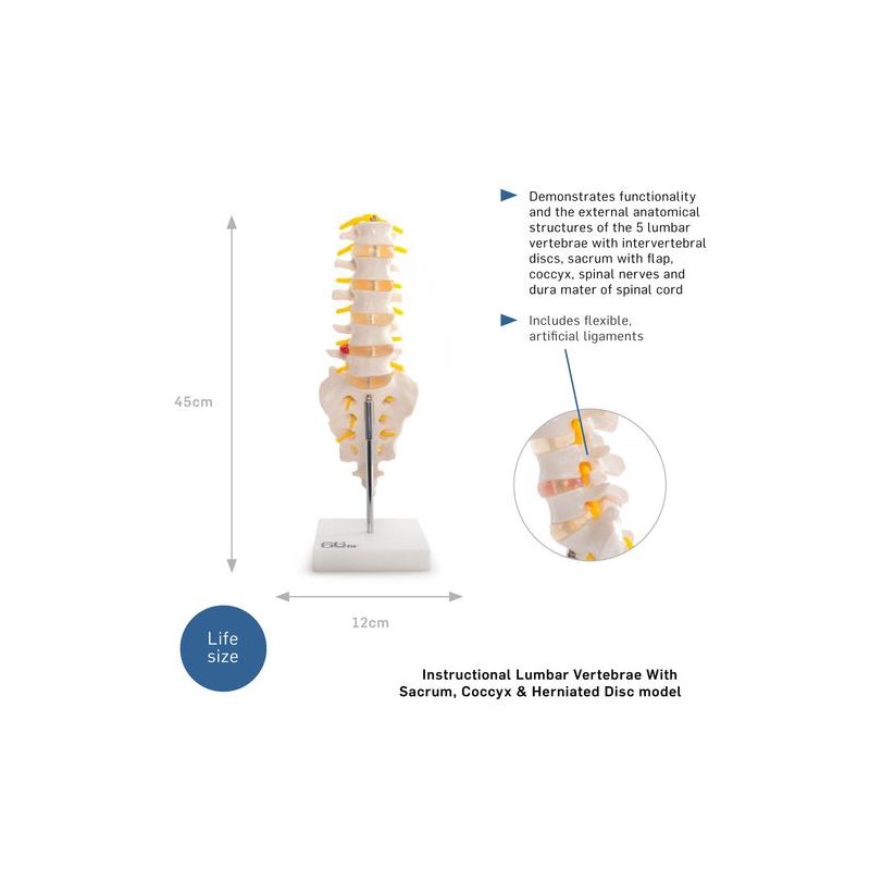 Anatomski model lumbalnih vretenc s križnico in trtico 11104