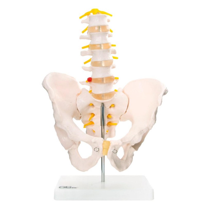 Anatomski model zdjelice s pet lumbalnih kralježaka XC-115