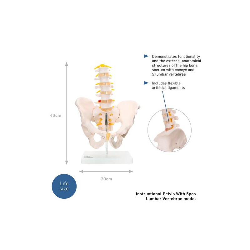 Anatomski model zdjelice s pet lumbalnih kralježaka XC-115