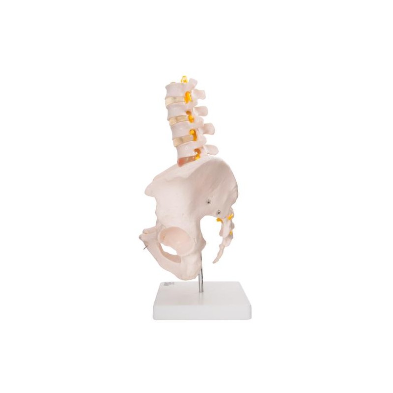 Anatomski model zdjelice s pet lumbalnih kralježaka XC-115