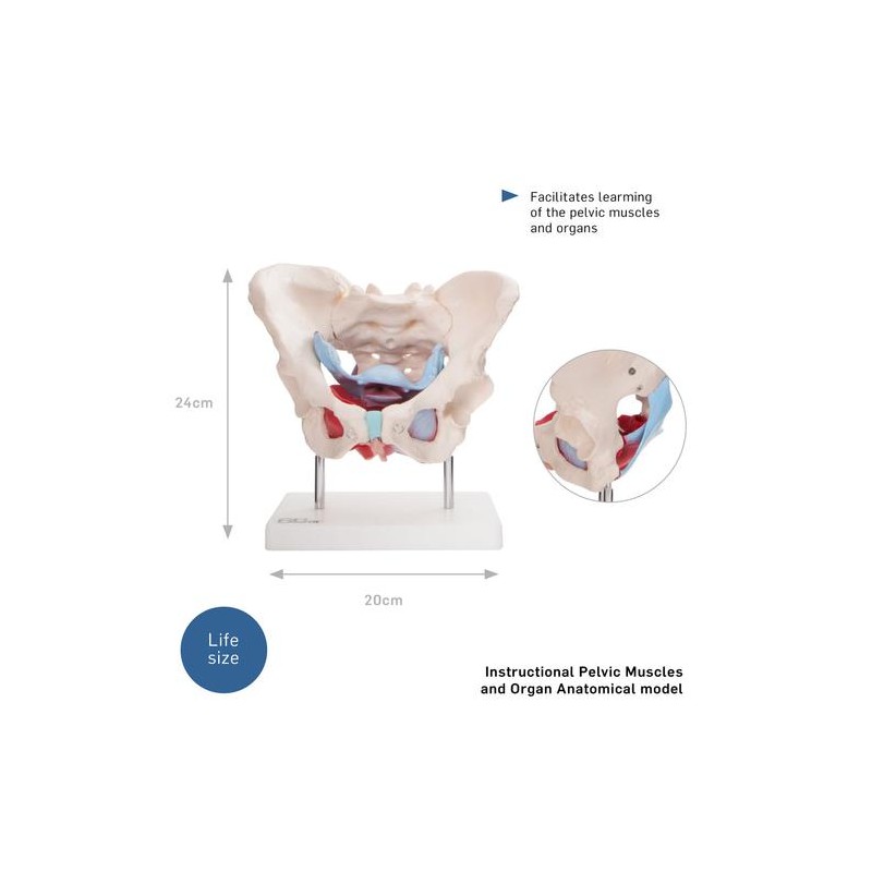 Anatomski model ženske medenice z organi XC-125