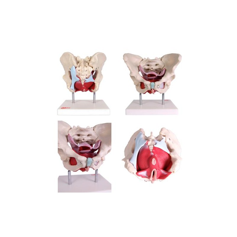 Anatomski model ženske medenice z organi XC-125