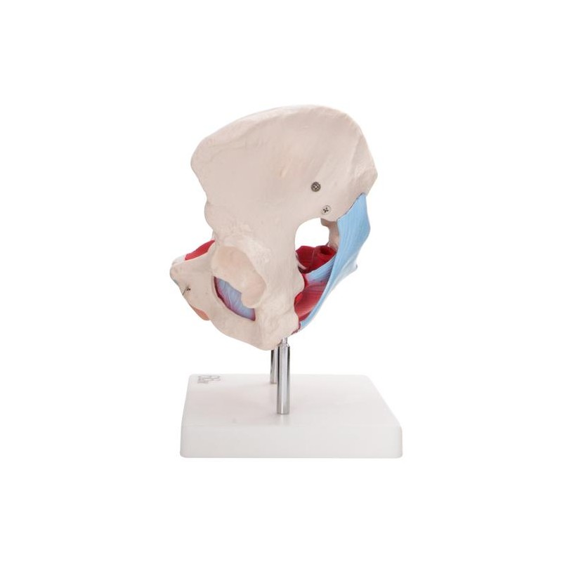 Anatomski model ženske medenice z organi XC-125