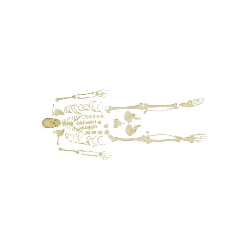 Človeški skelet z lobanjo XC-130