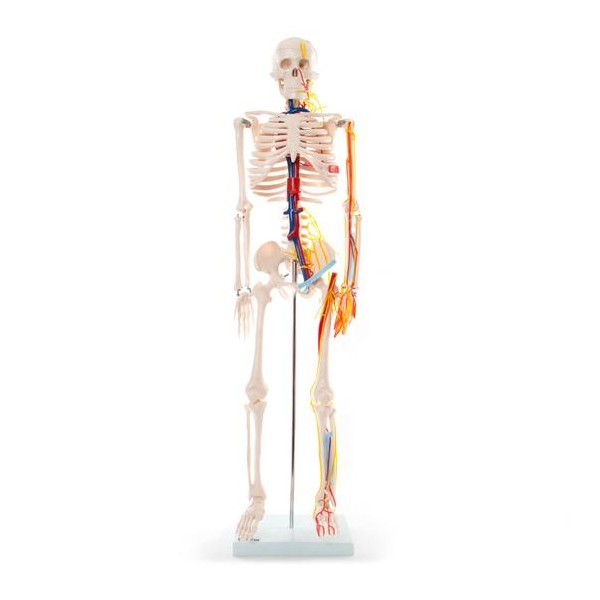 Anatomski model skeletnih živaca i vena - 85 cm