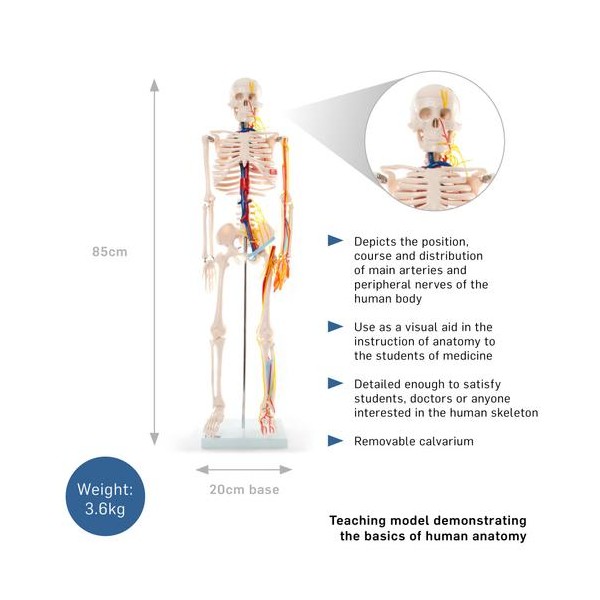 Anatomski model okostnjaka živci&žile - 85 cm 