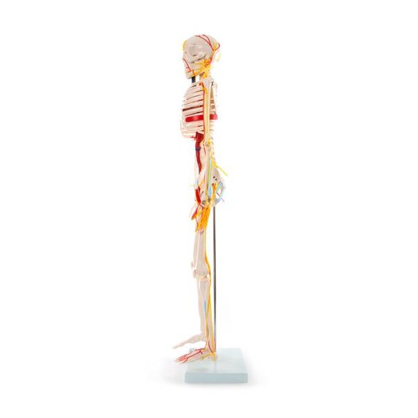 Anatomski model skeletnih živaca i vena - 85 cm