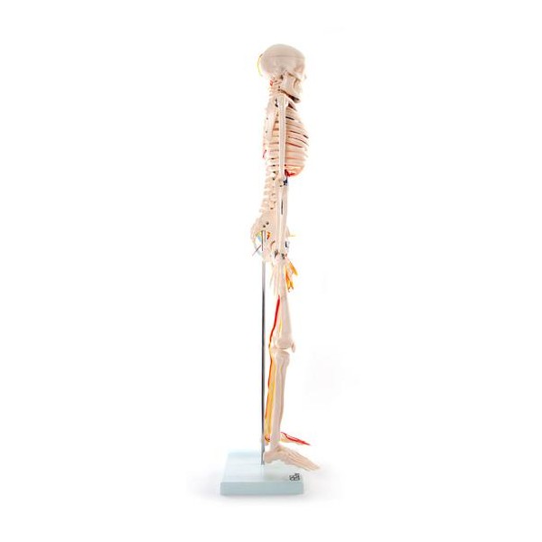 Anatomski model skeletnih živaca i vena - 85 cm