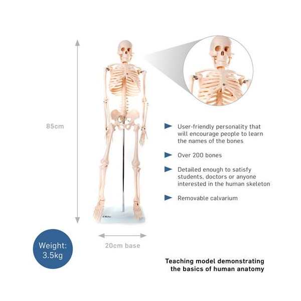 Anatomski model okostnjaka - 85 cm